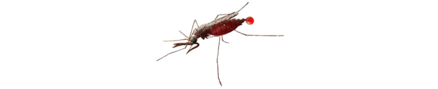 Cómo evitar el Mosquito Anopheles y sus enfermedades