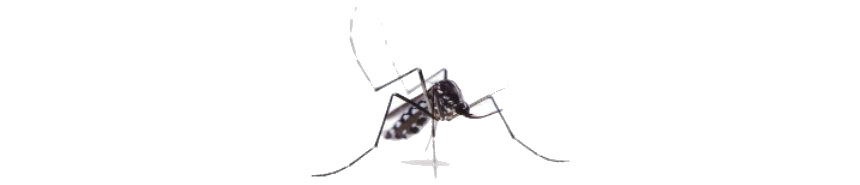 Cómo evitar el Mosquito Tigre y sus enfermedades